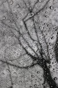 Preview wallpaper drops, macro, bw, moisture, rain