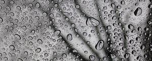 Preview wallpaper drops, macro, bw, moisture, rain