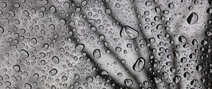 Preview wallpaper drops, macro, bw, moisture, rain