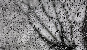 Preview wallpaper drops, macro, bw, moisture, rain