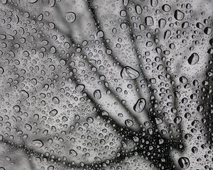 Preview wallpaper drops, macro, bw, moisture, rain