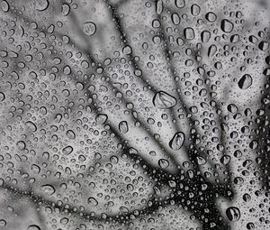 Preview wallpaper drops, macro, bw, moisture, rain