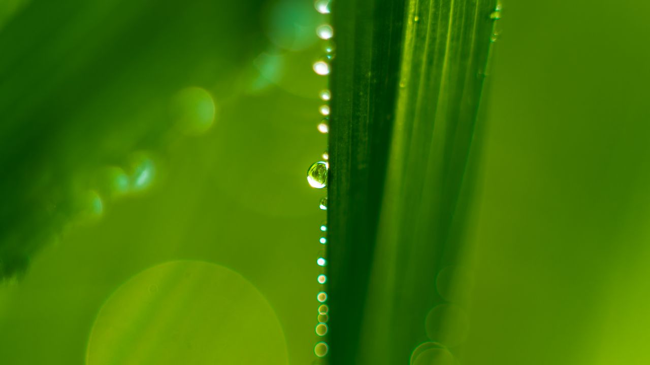 Wallpaper drops, macro, leaf, green, wet hd, picture, image