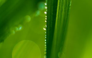 Preview wallpaper drops, macro, leaf, green, wet