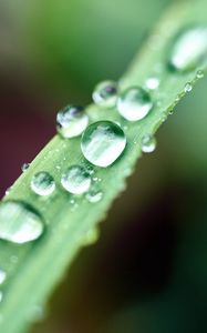 Preview wallpaper drops, macro, leaf, wet, dew