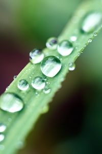 Preview wallpaper drops, macro, leaf, wet, dew