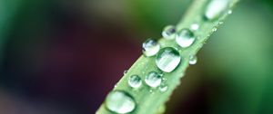 Preview wallpaper drops, macro, leaf, wet, dew