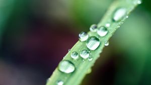 Preview wallpaper drops, macro, leaf, wet, dew