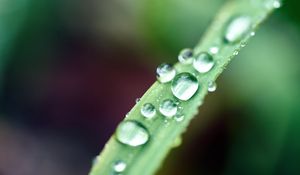 Preview wallpaper drops, macro, leaf, wet, dew