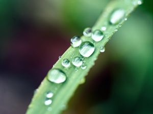 Preview wallpaper drops, macro, leaf, wet, dew