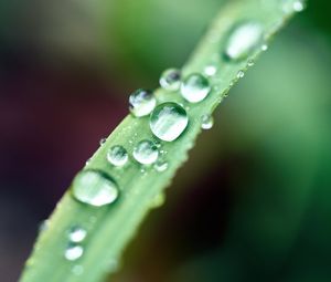 Preview wallpaper drops, macro, leaf, wet, dew