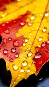 Preview wallpaper drops, maple leaf, autumn, macro