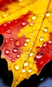 Preview wallpaper drops, maple leaf, autumn, macro