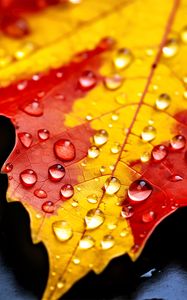 Preview wallpaper drops, maple leaf, autumn, macro