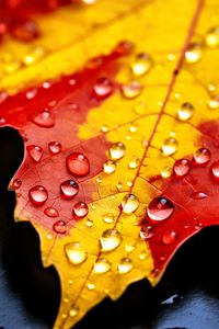 Preview wallpaper drops, maple leaf, autumn, macro