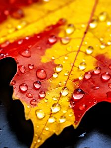 Preview wallpaper drops, maple leaf, autumn, macro