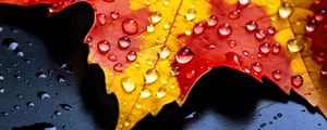 Preview wallpaper drops, maple leaf, autumn, macro