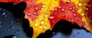 Preview wallpaper drops, maple leaf, autumn, macro