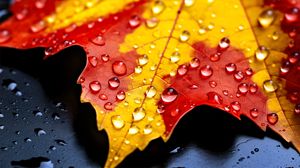 Preview wallpaper drops, maple leaf, autumn, macro