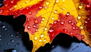 Preview wallpaper drops, maple leaf, autumn, macro