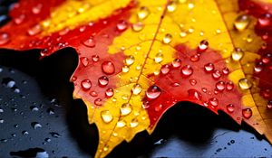 Preview wallpaper drops, maple leaf, autumn, macro