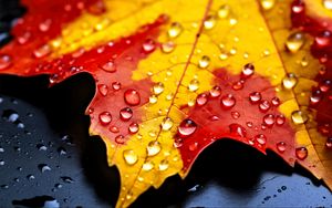 Preview wallpaper drops, maple leaf, autumn, macro