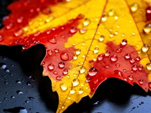 Preview wallpaper drops, maple leaf, autumn, macro