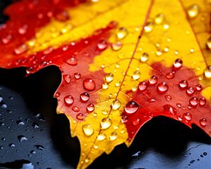 Preview wallpaper drops, maple leaf, autumn, macro