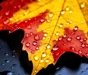 Preview wallpaper drops, maple leaf, autumn, macro