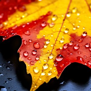 Preview wallpaper drops, maple leaf, autumn, macro