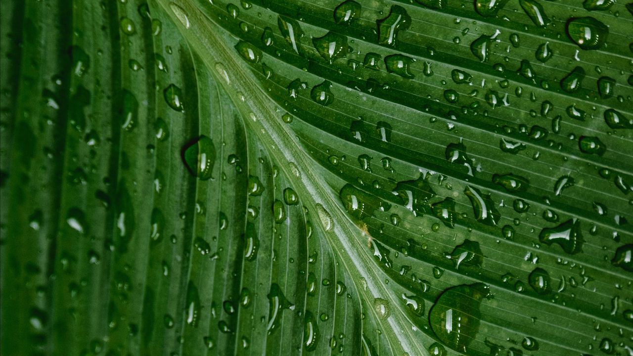 Wallpaper drops, moisture, leaf, plant, green