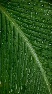 Preview wallpaper drops, moisture, leaf, plant, green
