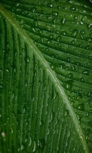 Preview wallpaper drops, moisture, leaf, plant, green