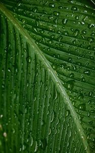 Preview wallpaper drops, moisture, leaf, plant, green