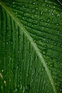 Preview wallpaper drops, moisture, leaf, plant, green