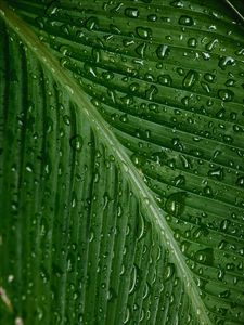 Preview wallpaper drops, moisture, leaf, plant, green