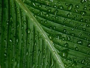 Preview wallpaper drops, moisture, leaf, plant, green