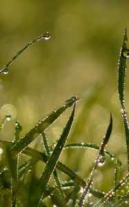 Preview wallpaper drops, morning, dew, summer, grass, light