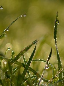 Preview wallpaper drops, morning, dew, summer, grass, light