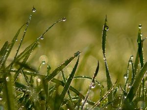 Preview wallpaper drops, morning, dew, summer, grass, light