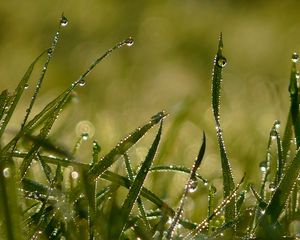 Preview wallpaper drops, morning, dew, summer, grass, light