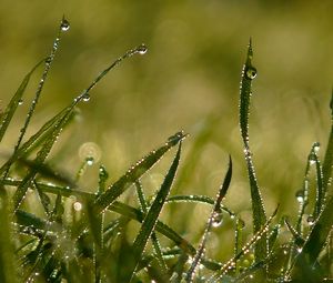 Preview wallpaper drops, morning, dew, summer, grass, light