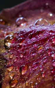 Preview wallpaper drops, petals, surface