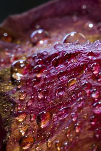 Preview wallpaper drops, petals, surface