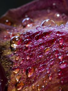 Preview wallpaper drops, petals, surface