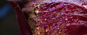 Preview wallpaper drops, petals, surface