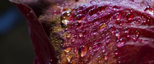 Preview wallpaper drops, petals, surface