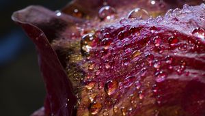 Preview wallpaper drops, petals, surface
