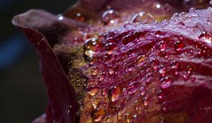 Preview wallpaper drops, petals, surface