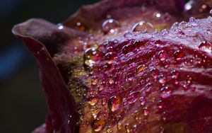 Preview wallpaper drops, petals, surface